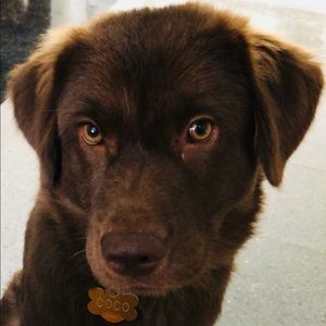 Meet your Posher, Ava